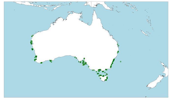 Distribución de la sepia gigante