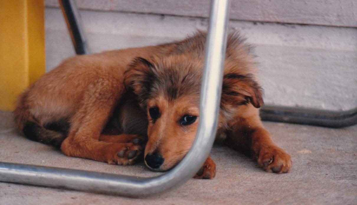 Enfermedades ortopédicas en cachorros