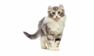 Glaucoma felino, su clasificación y aspecto en el gato