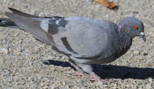 Paloma común (bravía), Columba Livia