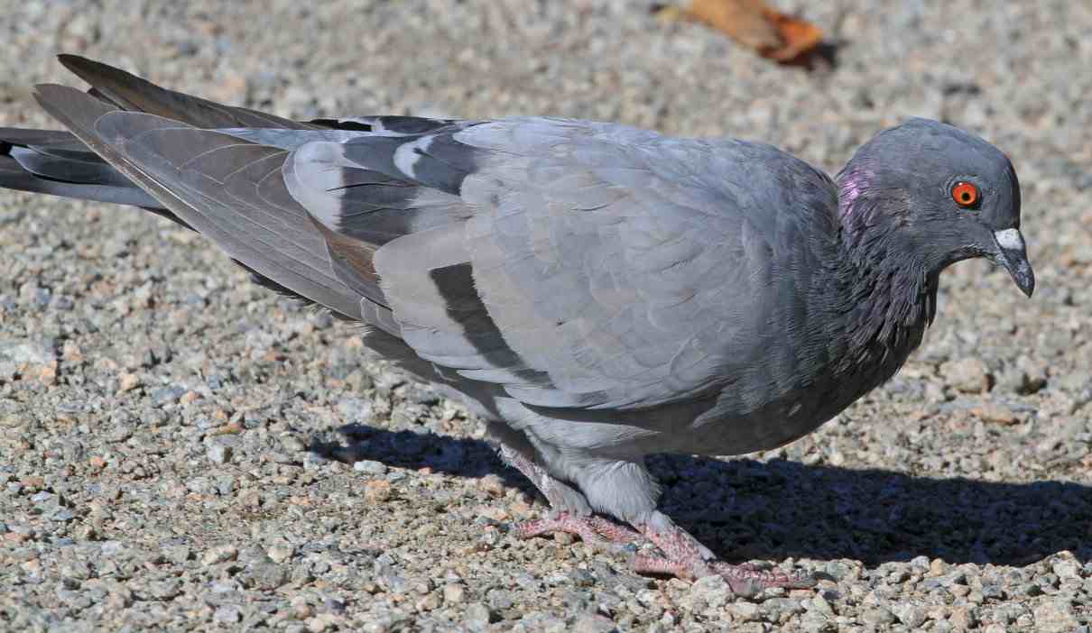 Paloma común, paloma bravía, Columba Livia