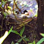 rana-carpintera-lithobates-virgatipes