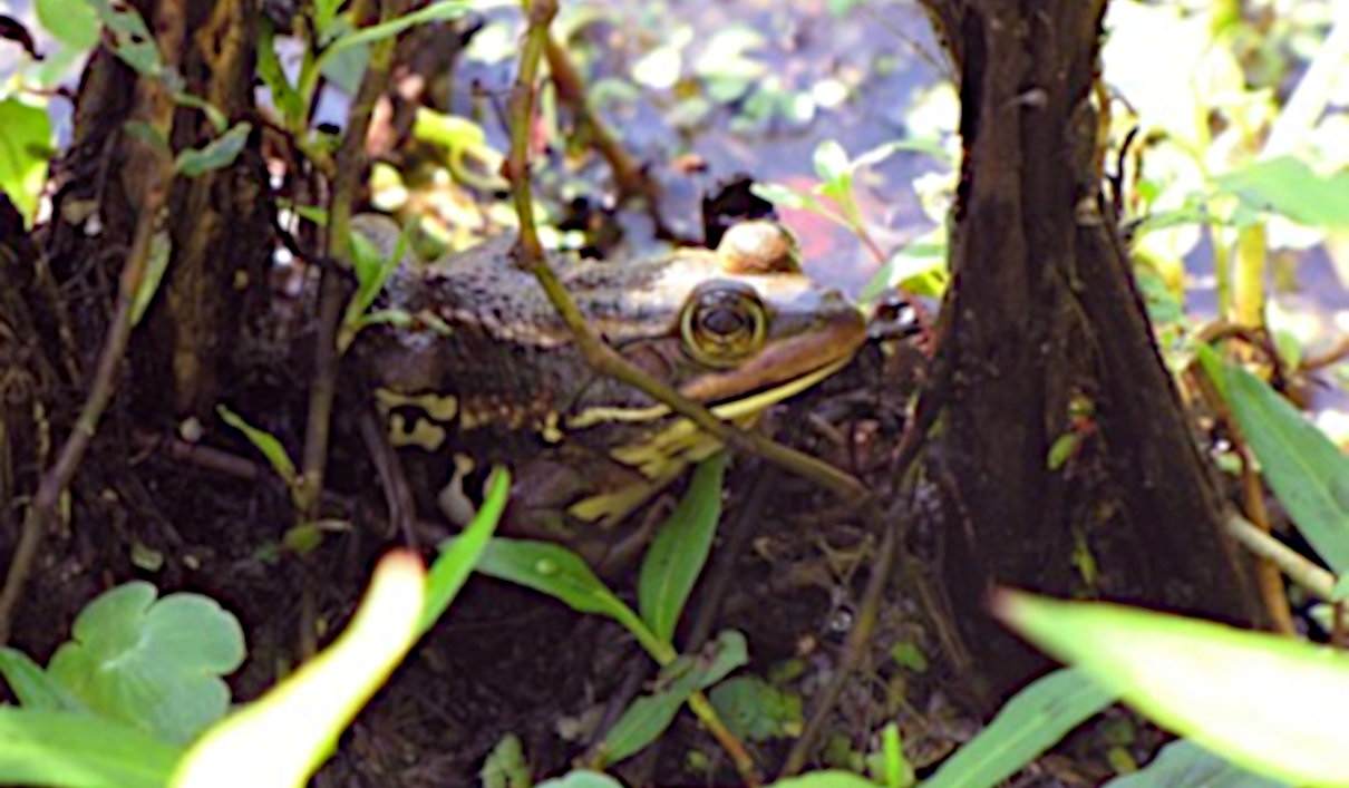 Rana carpintera, Lithobates virgatipes