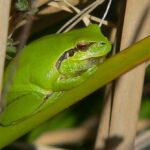 rana-meridional-hyla-meridionalis