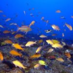 red-trofica-de-ecosistemas-hidricos