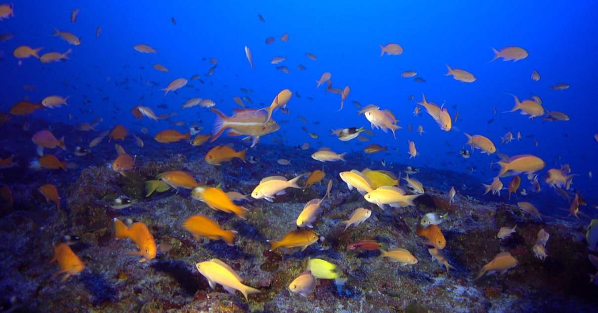 Red trófica de ecosistemas hídricos