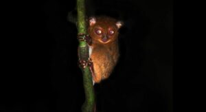 Tarsero de Horsfield, Cephalopachus bancanus