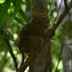 tarsero-fantasma-tarsius-tarsier