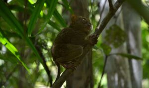 Tarsero fantasma, Tarsius tarsier, sorpréndete con su aspecto
