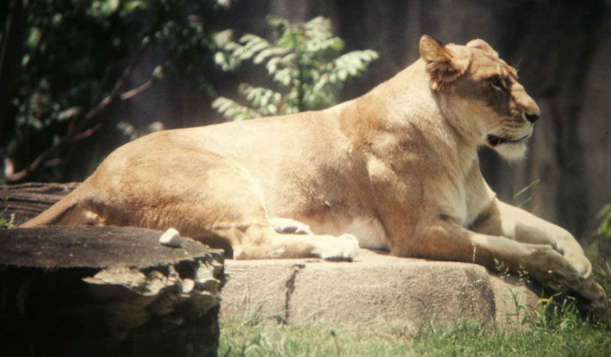 Taxonomía del león, Panthera leo, caracteres morfológicos y genéticos