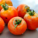 tomate-solanum-lycopersicum