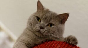 Uveítis felina, características y tratamiento