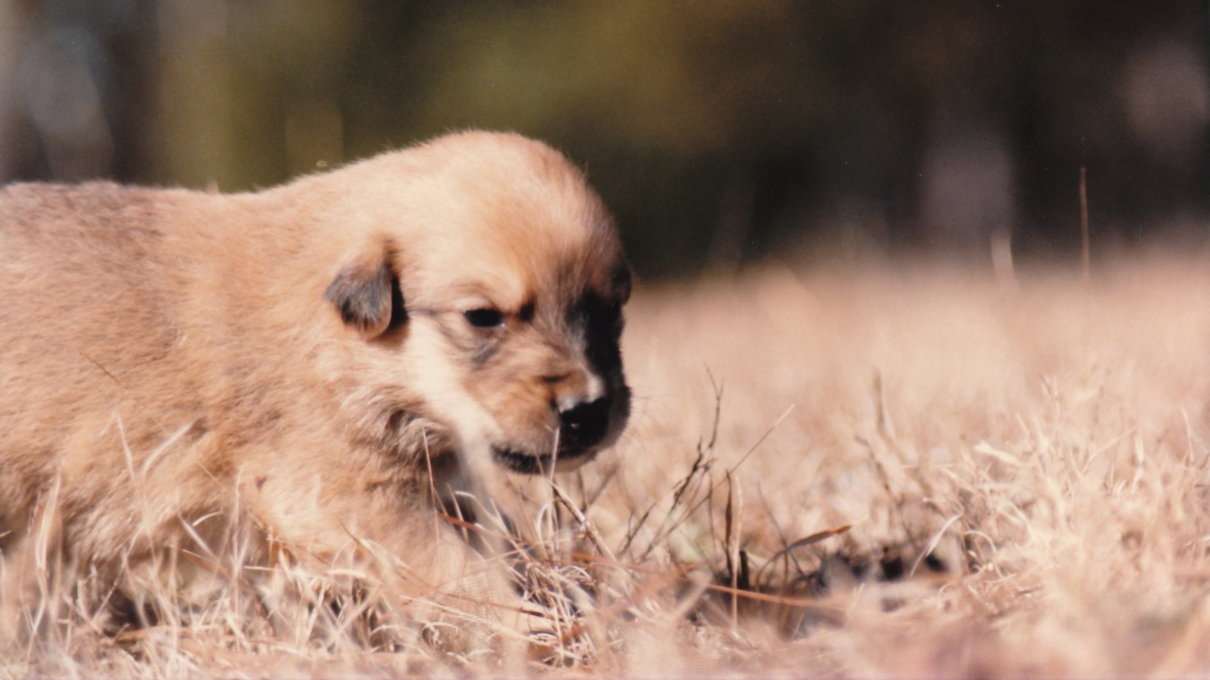 Vacunas para perros cachorros, clasificación y conceptos de inmunidad