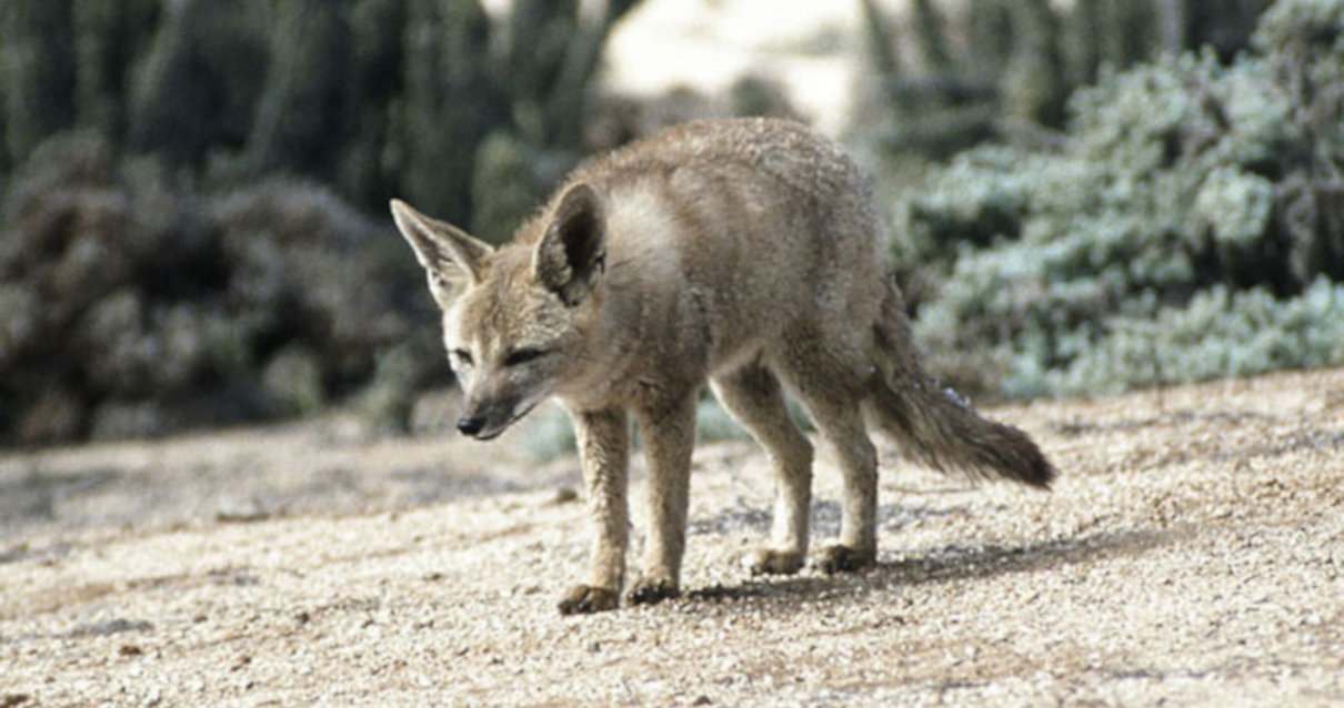 Zorro gris patagónico, Lycalopex griseus,  Lycalopex gymnocercus, chilla