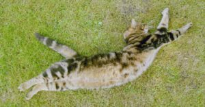Derrame pleural en el gato, sus causas y manejo clínico
