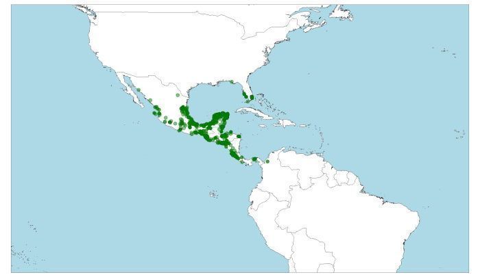 Distribución del garrobo