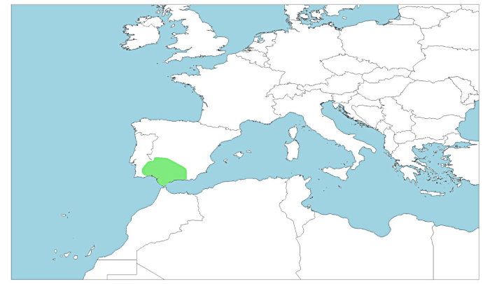 Distribución del sapillo moteado ibérico