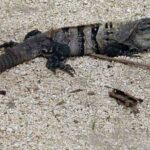 garrobo-ctenosaura-similis