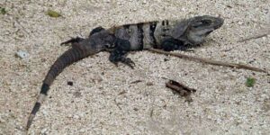 El garrobo, Ctenosaura similis, un lagarto muy veloz