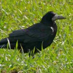 grajo-corvus-frugilegus