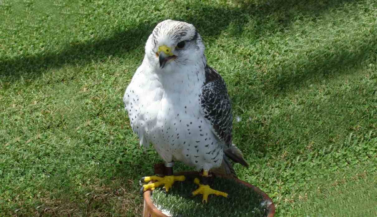 Halcón gerifalte, Falco rusticolus, un rapaz para observar en invierno