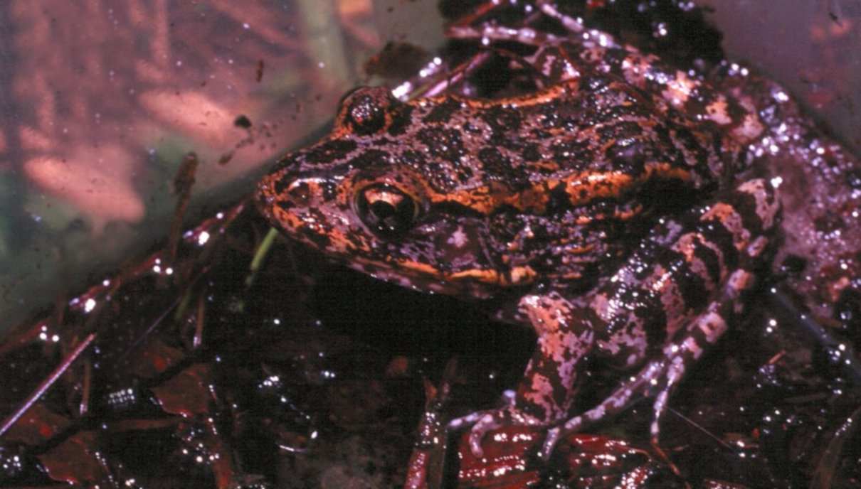 Lithobates capito, rana capito