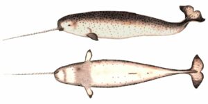 Narval, Monodon monoceros, el unicornio del mar