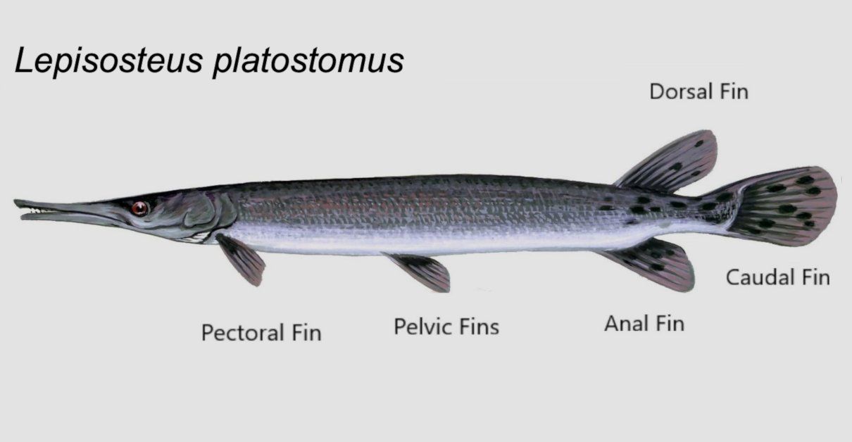 Pejelagarto de nariz corta (Lepisosteus platostomus)