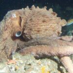 pulpo-gigante-enteroctopus-dofleini