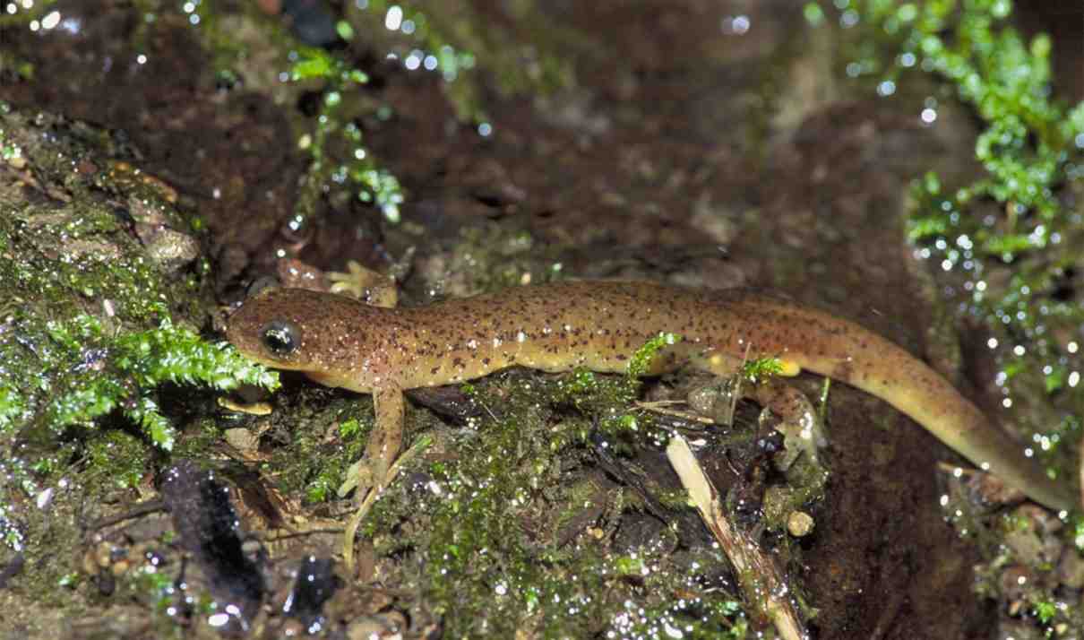 Salamandra olímpica, Rhyacotriton olympicus