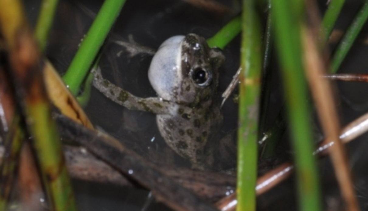 Sapillo moteado ibérico o meridional (Pelodytes ibericus)