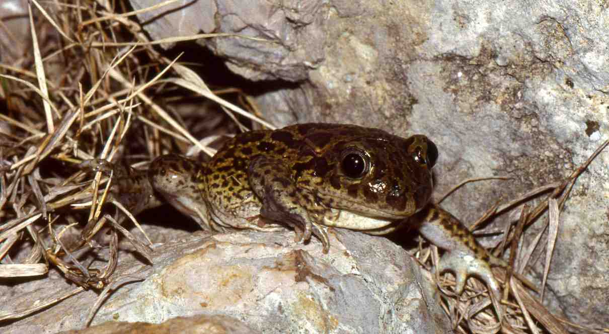 Sapo de espuelas, Pelobates cultripes