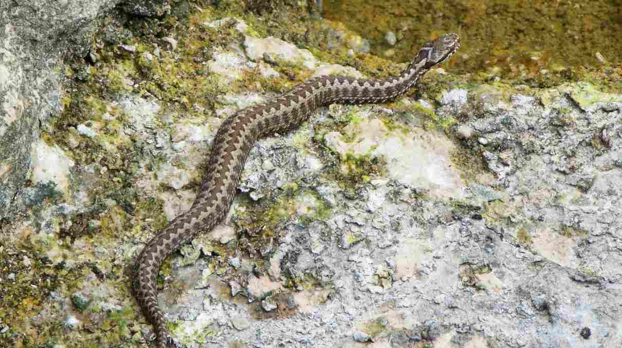 Víbora cantábrica, Vipera seoanei, y sus patrones característicos