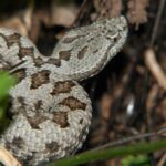 vibora-hocicuda-vipera-latastei