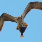 aguila-pescadora-pandion-haliaetus