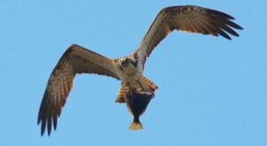 Águila pescadora, la demostración de fuerza y precisión al cazar
