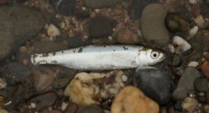 Alburno (Alburnus alburnus), un pez de agua dulce europeo