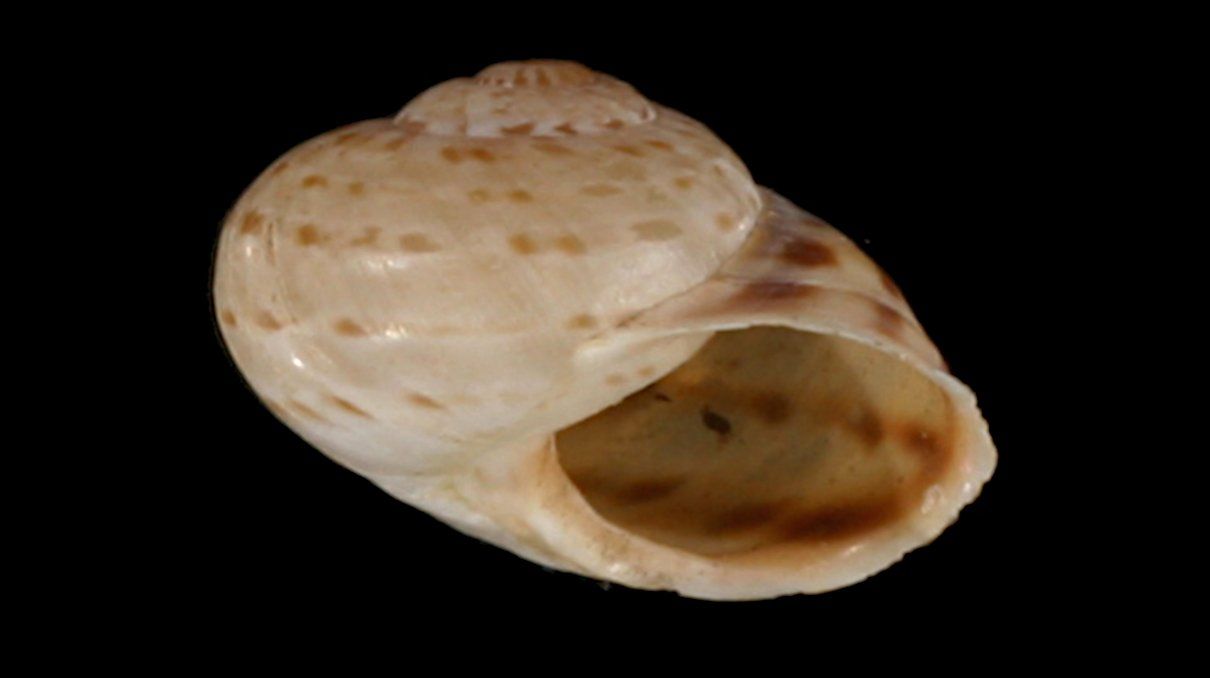 Allognathus graellsianus, un caracol procedente de España