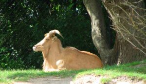 Arrui, Ammotragus lervia, una cabra de buen porte