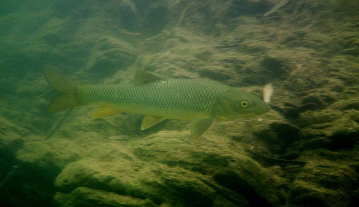 Barbo gitano (andaluz), Luciobarbus sclateri