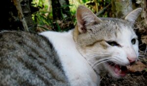 Distocia en la gata y complicaciones perinatales