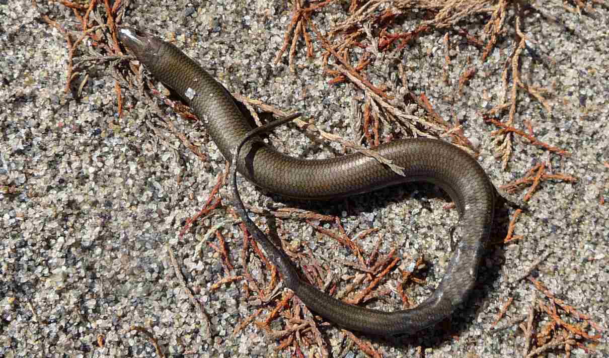 Eslizón ibérico (Chalcides bedriagai), un pequeño y hábil reptil ibérico