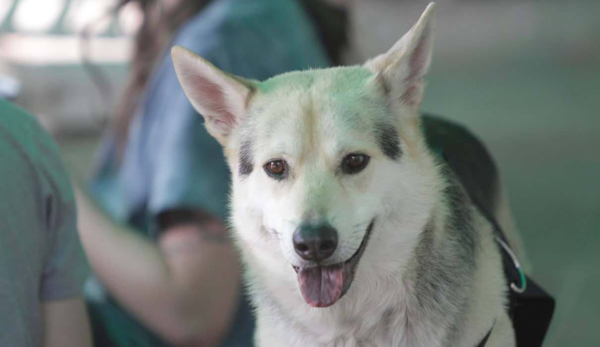 Fisioterapia canina