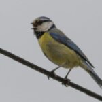 herrerillo-comun-cyanistes-caeruleus