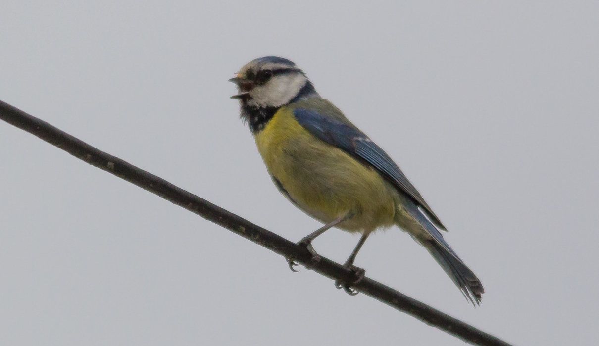 Herrerillo común, Cyanistes caeruleus