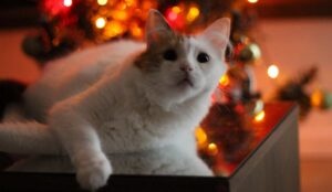 Infertilidad en la gata, sus causas más frecuentes