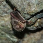 murcielago-de-cueva-miniopterus-schreibersii