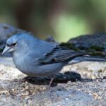 pinzon-azul-fringilla-teydea