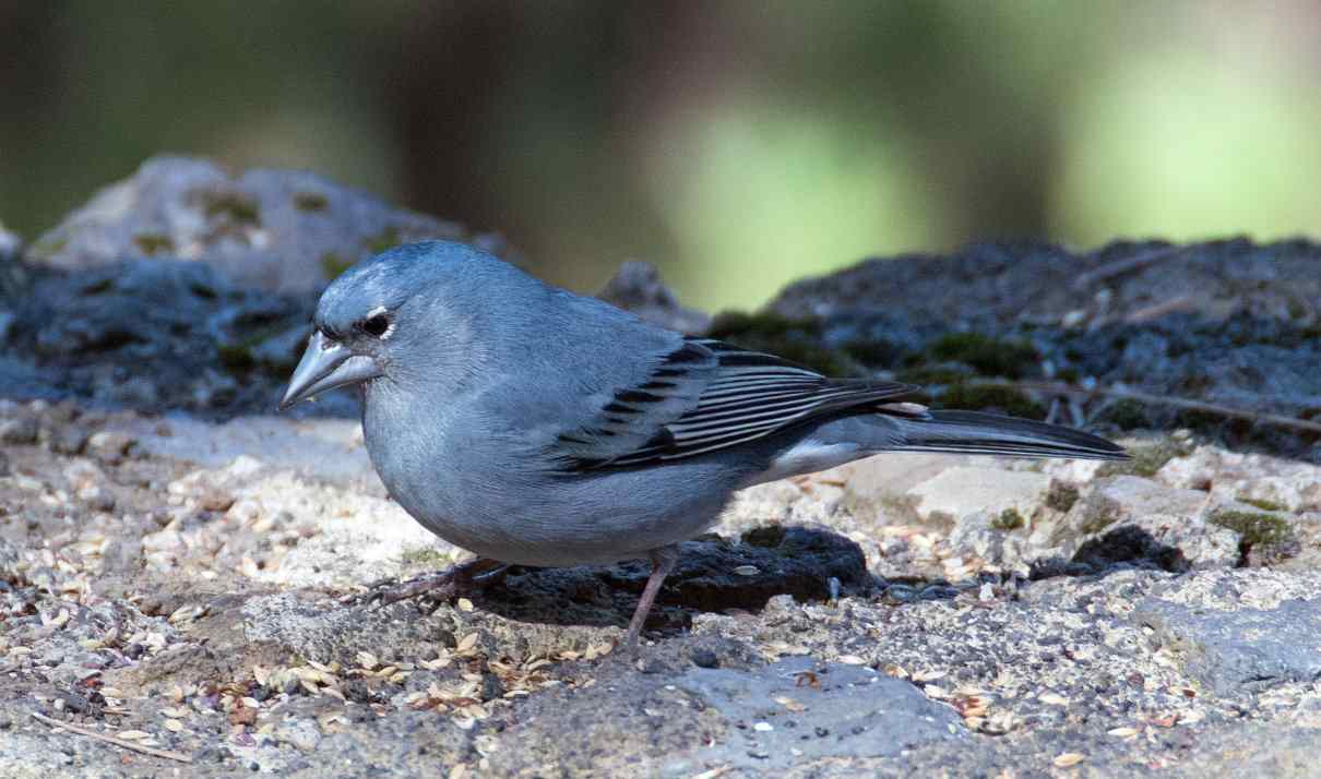 Pinzón azul, Fringilla teydea