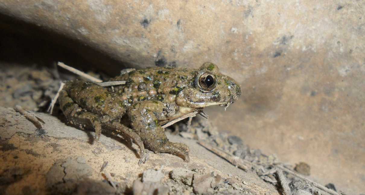 Sapillo moteado mediterráneo (Pelodytes hespericus), descúbrelo